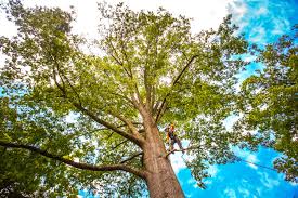 How Our Tree Care Process Works  in  Clyde, NC