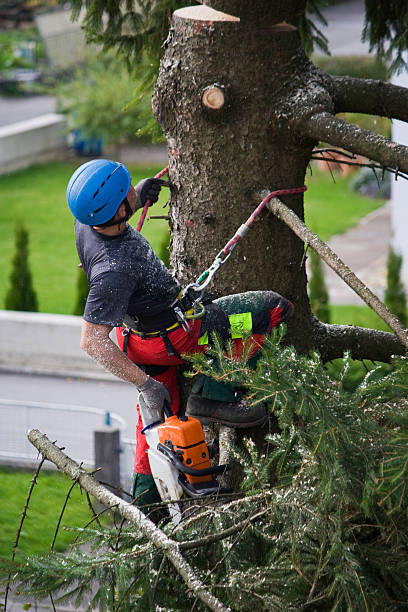 Best Fruit Tree Pruning  in Clyde, NC